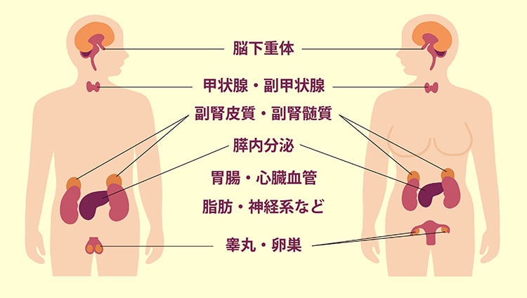 内分泌器官の説明イラスト